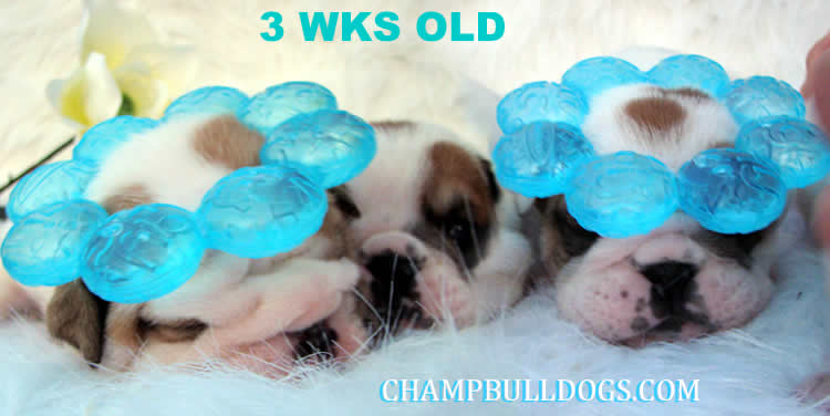 English bulldog puppies picture